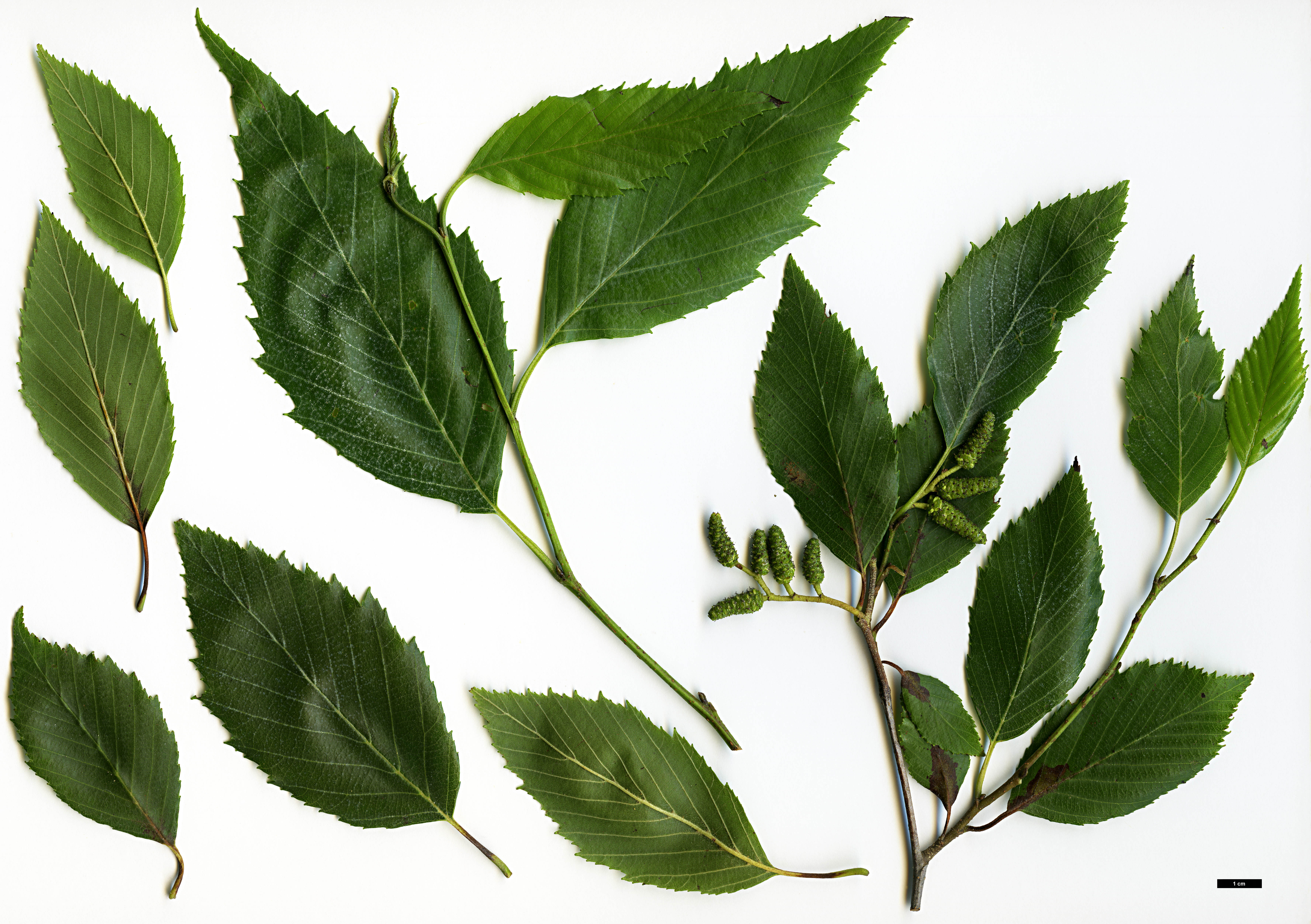 High resolution image: Family: Betulaceae - Genus: Alnus - Taxon: acuminata